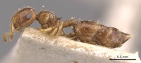 Crematogaster natalensis casent0908360 p 1 high.jpg