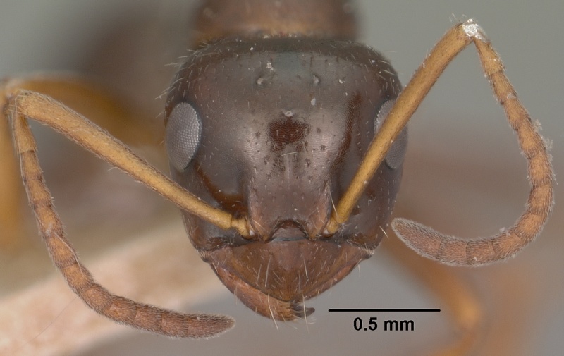 File:Formica lasioides casent0102797 head 1.jpg