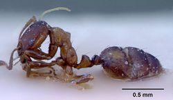 Monomorium springvalense casent0010822 profile 1.jpg