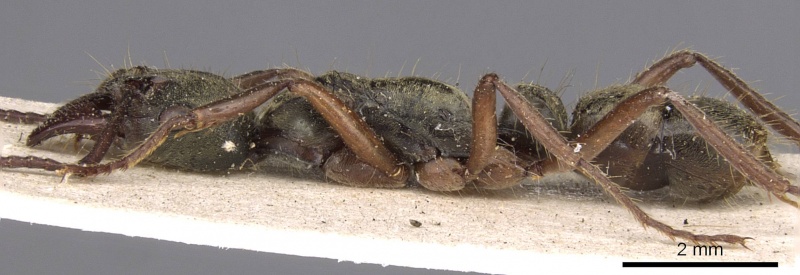 File:Pachycondyla bugabensis casent0907242 p 1 high.jpg