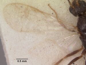 Pheidole lamia sam-hym-c002324a dorsal 2.jpg