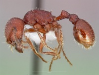 Pogonomyrmex subdentatus casent0005720 profile 1.jpg