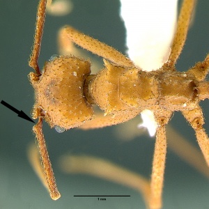 Trachymyrmex nogalensis key 3a2.jpg