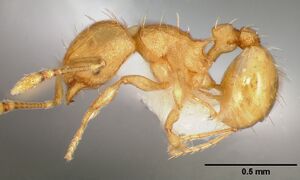 Wasmannia auropunctata casent0005665 profile 1.jpg
