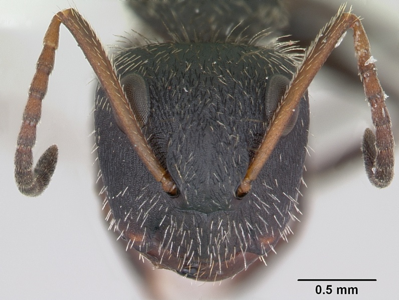 File:Camponotus brettesi casent0173241 head 1.jpg