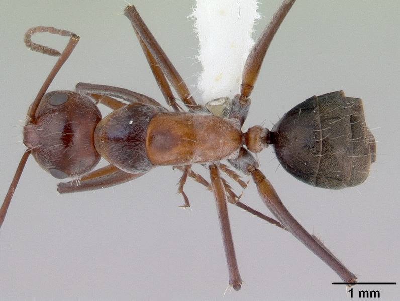 File:Camponotus donnellani casent0172148 dorsal 1.jpg