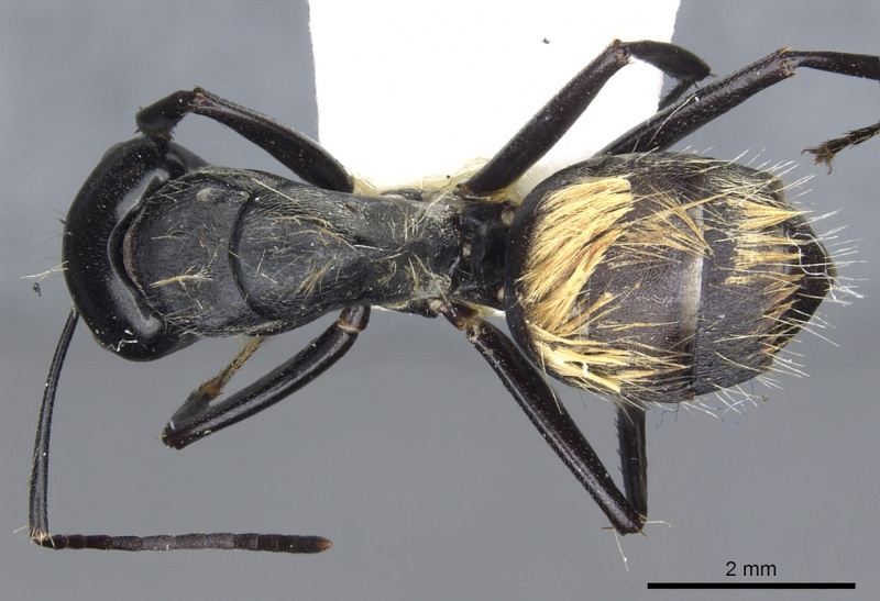 File:Camponotus posteropilus casent0903565 d 1 high.jpg