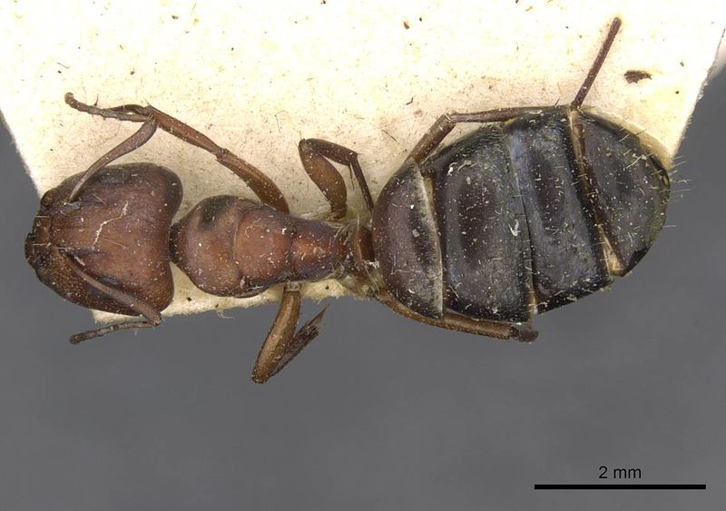 File:Camponotus robecchii rhodesianus casent0910498 d 1 high.jpg