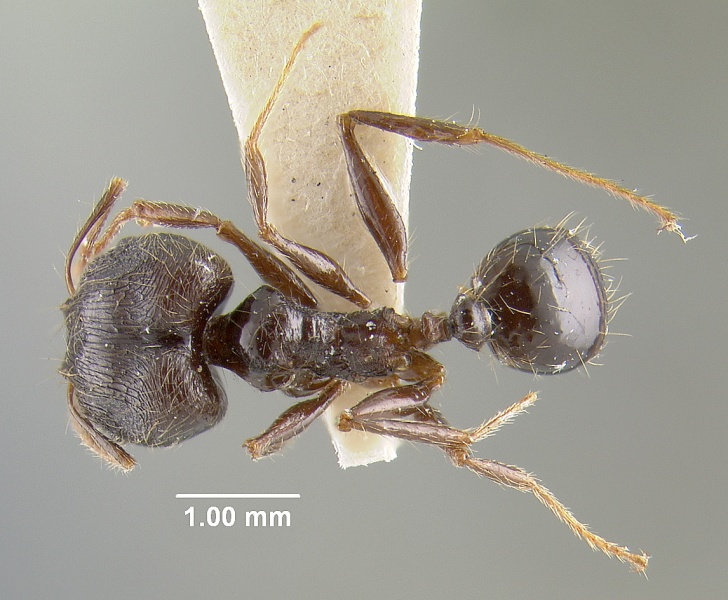 File:MCZ-ENT00031101 Pheidole sepulchralis had.jpg