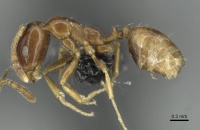 Monomorium syriacum casent0913767 p 1 high.jpg