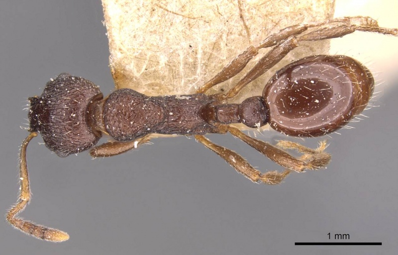 File:Myrmica smythiesii D casent0907657.jpg