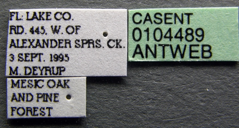 File:Pyramica talpa casent0104489 label 1.jpg