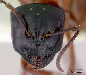 Camponotus armstrongi casent0172152 head 1.jpg