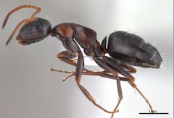 Camponotus kurdistanicus antweb1008056 p 1 high.jpg