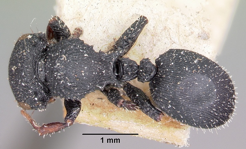 File:Cataulacus intrudens casent0101608 dorsal 1.jpg