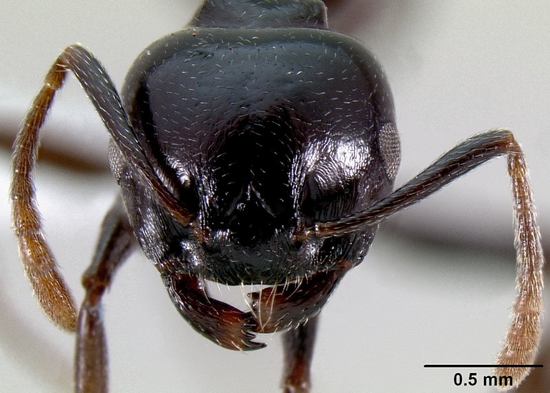 File:Crematogaster sabatra casent0193162 h 1 high.jpg