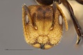 MCZ Camponotus Cam-sp3 hef4.jpg