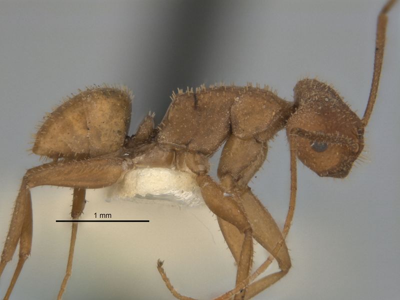 File:Melophorus fulvihirtus minor side ANIC32-900076.jpg