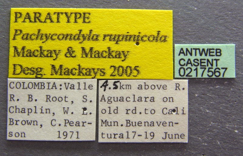 File:Pachycondyla rupinicola casent0217567 l 1 high.jpg