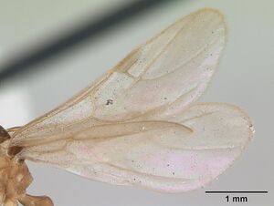 Wasmannia auropunctata casent0173250 profile 2.jpg