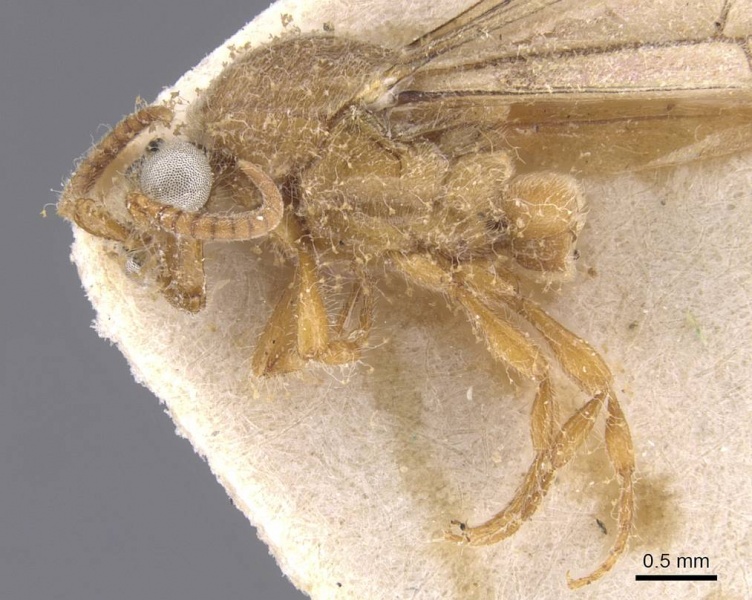 File:Aenictus leliepvrei casent0913752 p 1 high.jpg