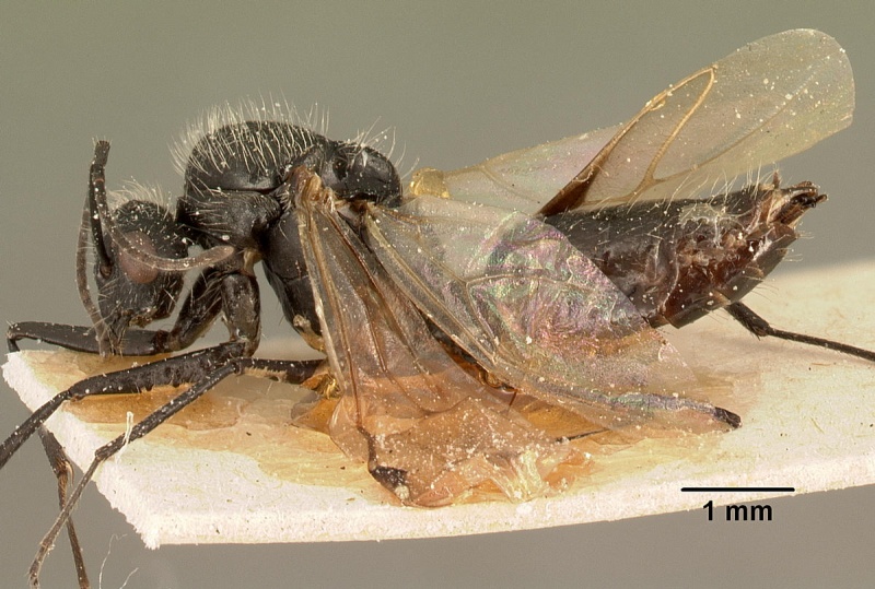 File:Camponotus descarpentriesi casent0101204 profile 1.jpg