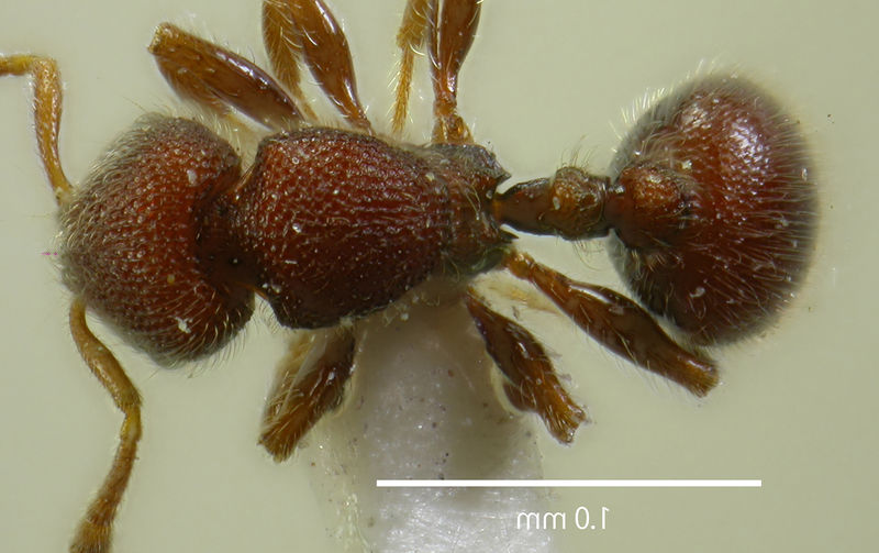 File:Lasiomyrma-wiwatwitayai-dorsal-am-lg.jpg