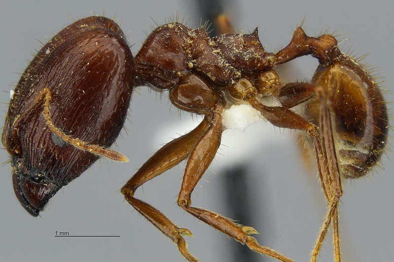 File:MCZ Pheidole astur hal2.jpg