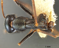 Melophorus mullewaensis minor top ANIC32-066621.jpg