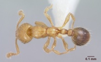 Solenopsis gnoma casent0104995 dorsal 1.jpg