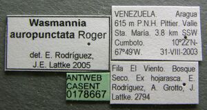 Wasmannia auropunctata casent0178667 label 1.jpg