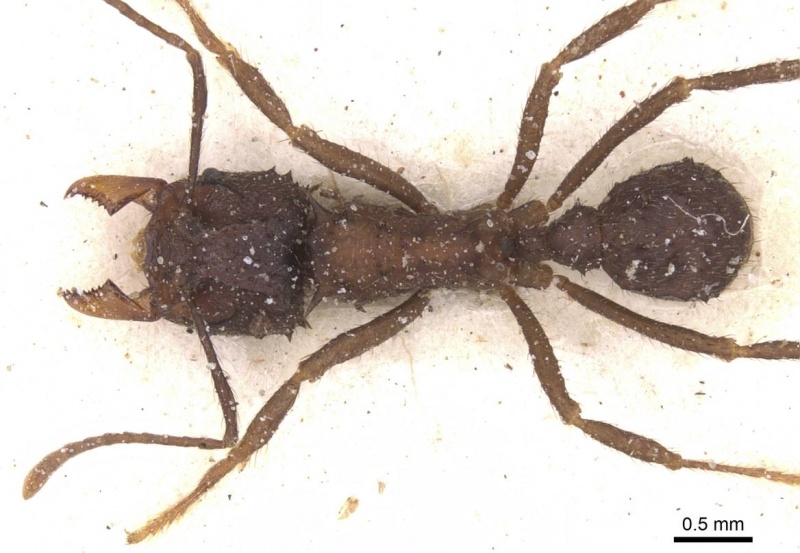 File:Acromyrmex evenkul casent0912453 d 1 high.jpg