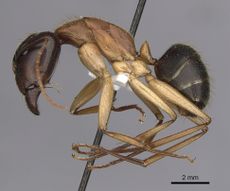 Camponotus nigriceps casent0280197 p 1 high.jpg