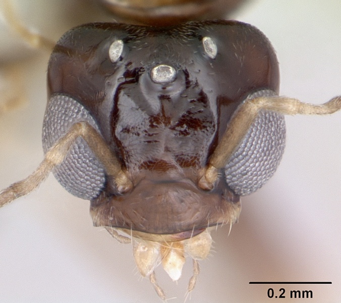 File:Dorymyrmex spurius casent0173853 head 1.jpg