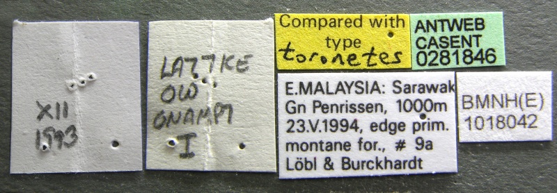 File:Gnamptogenys toronates casent0281846 l 1 high.jpg