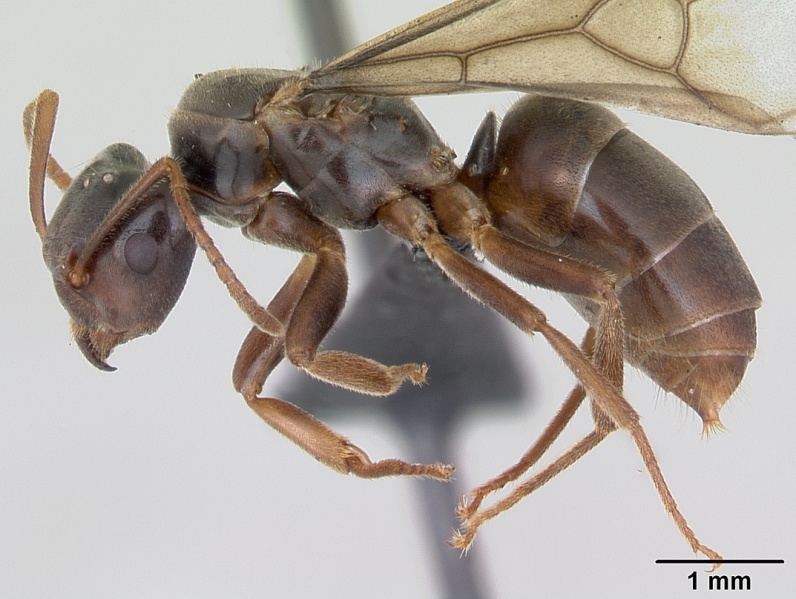 File:Lasius meridionalis casent0172711 profile 1.jpg