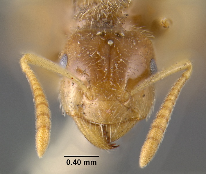 File:MCZ-ENT00034759 Acanthomyops creightoni hef.jpg