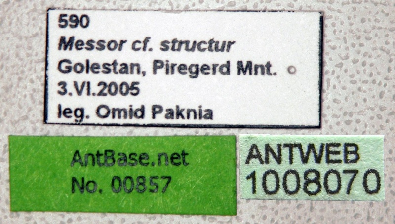 File:Messor structor antweb1008070 l 1 high.jpg