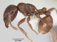 Rhoptromyrmex globulinodis casent0104916 profile 1.jpg