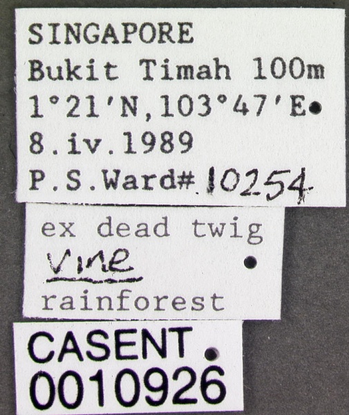 File:Rotastruma recava casent0010926 label 1.jpg