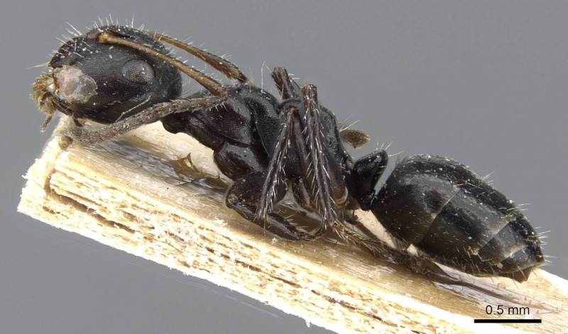 File:Camponotus propinquellus casent0905518 p 1 high.jpg