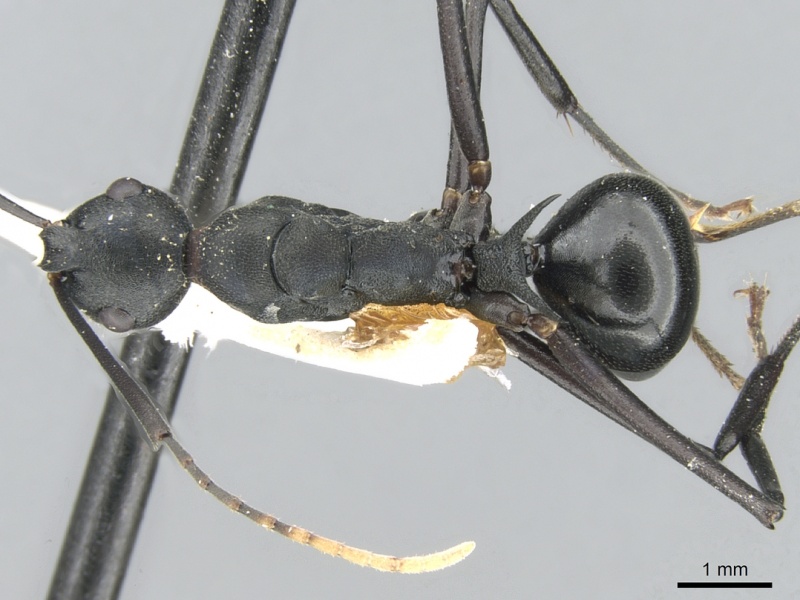 File:Polyrhachis ulysses casent0906568 d 1 high.jpg