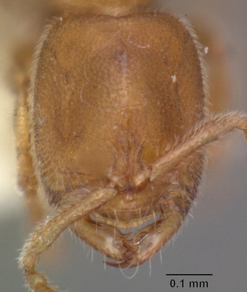 File:Prionopelta humicola casent0102504 head 2.jpg