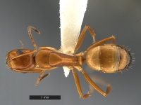 Camponotus-snellingi-MCZ001D.jpg