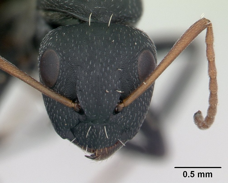 File:Camponotus auropubens casent0134842 head 1.jpg