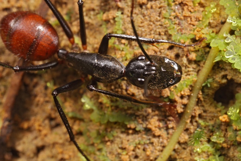 File:Camponotus gigas Shattuck 53928 Danum Valley Sabah-web.jpg
