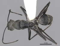 Camponotus hoplites casent0280233 d 1 high.jpg