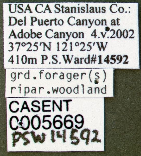 File:Crematogaster hespera casent0005669 label 1.jpg