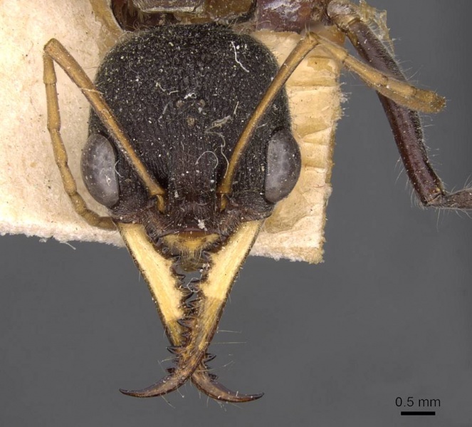 File:Myrmecia rowlandi casent0907094 h 1 high.jpg