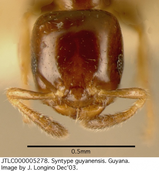 File:Myrmelachista guyanensis jtlc000005278 h 1 high.jpg